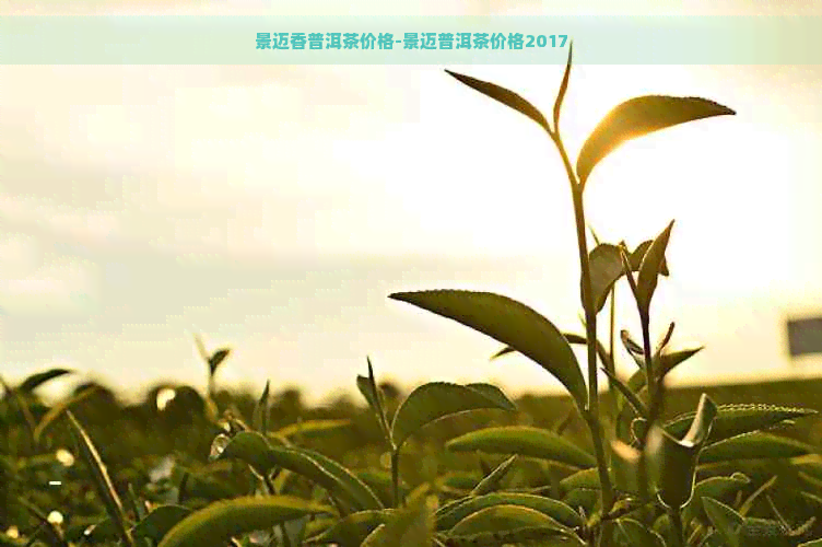 景迈香普洱茶价格-景迈普洱茶价格2017