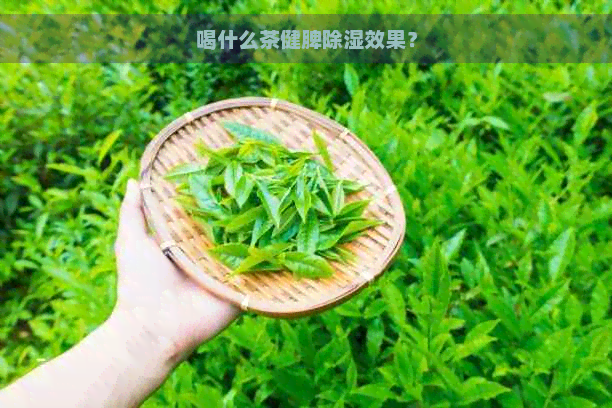 喝什么茶健脾除湿效果？