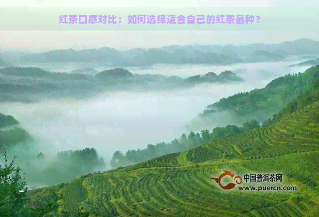 红茶口感对比：如何选择适合自己的红茶品种？