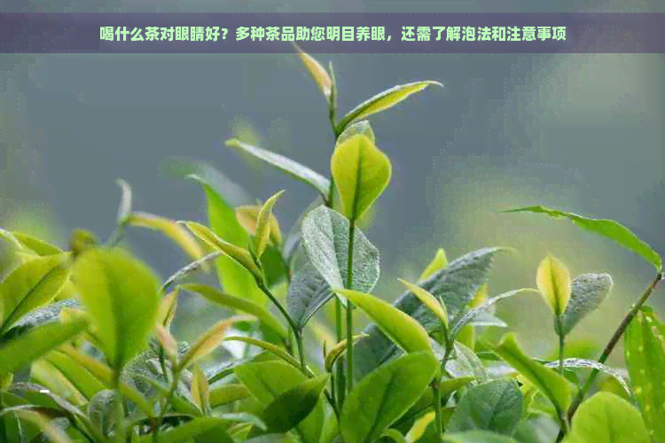 喝什么茶对眼睛好？多种茶品助您明目养眼，还需了解泡法和注意事项