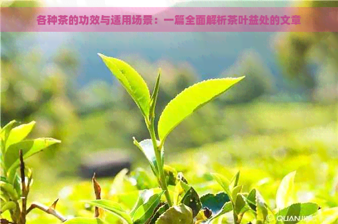 各种茶的功效与适用场景：一篇全面解析茶叶益处的文章