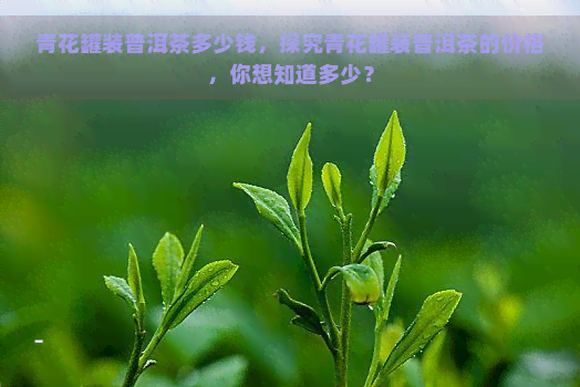 青花罐装普洱茶多少钱，探究青花罐装普洱茶的价格，你想知道多少？