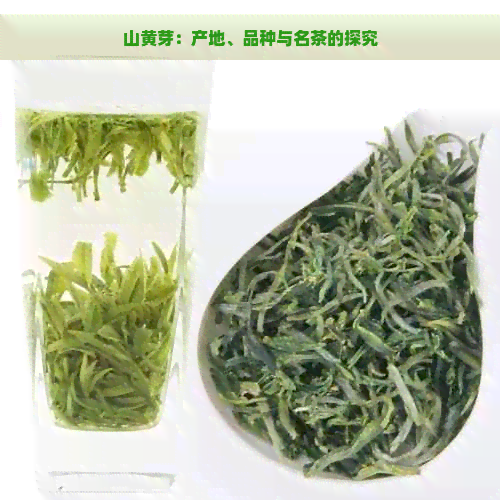 山黄芽：产地、品种与名茶的探究