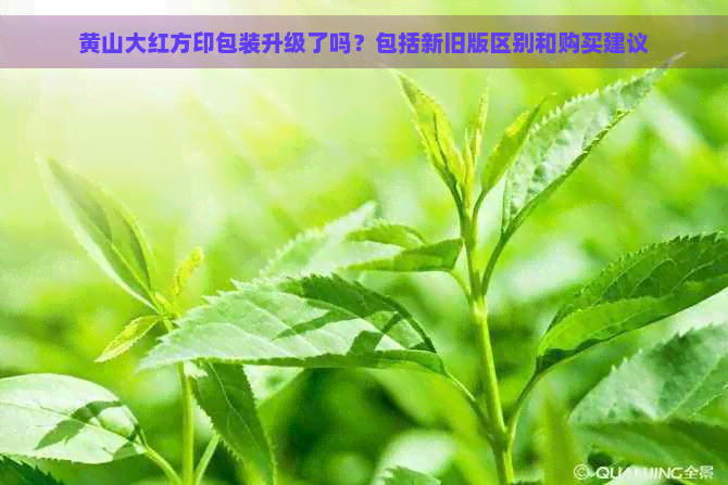 黄山大红方印包装升级了吗？包括新旧版区别和购买建议