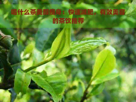 喝什么茶美颜瘦身：快速减肥，有效美容的茶饮推荐