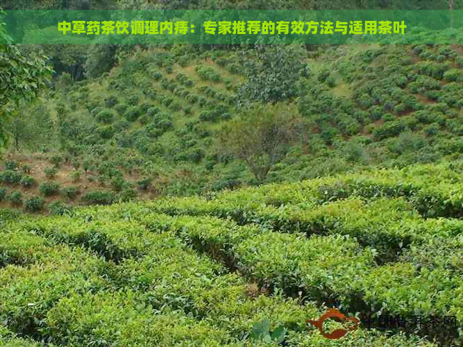 中草药茶饮调理内痔：专家推荐的有效方法与适用茶叶