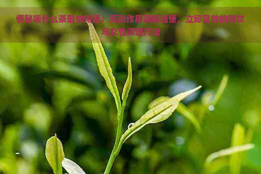 便秘喝什么茶最快排便：无副作用润肠通便，立即见效的茶饮与女性调理方法