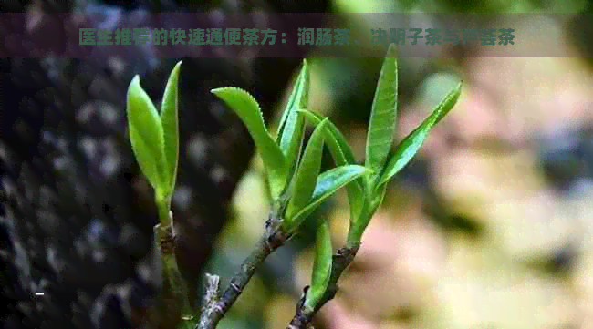 医生推荐的快速通便茶方：润肠茶、决明子茶与芦荟茶