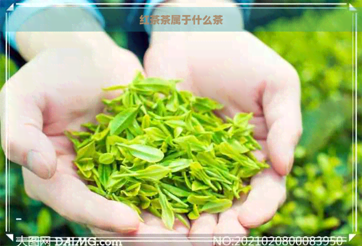 红茶茶属于什么茶