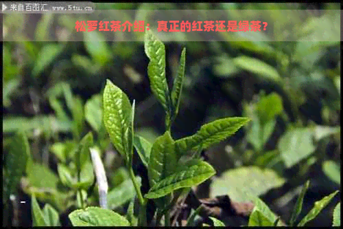 松萝红茶介绍：真正的红茶还是绿茶？