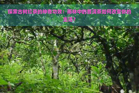 探索古树红茶的神奇功效：雨林中的普洱茶如何改变你的生活？