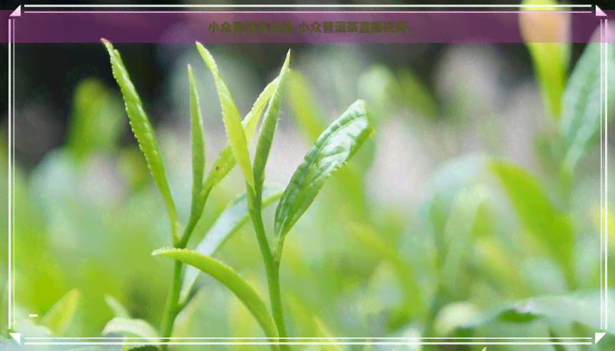 小众普洱茶直播-小众普洱茶直播视频