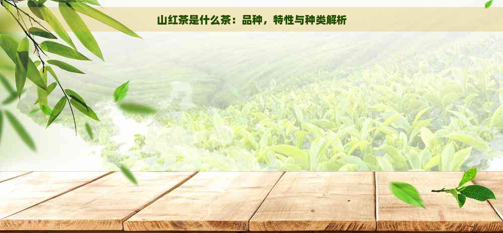 山红茶是什么茶：品种，特性与种类解析