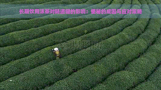 长期饮用浓茶对肠道健的影响：便秘的成因与应对策略