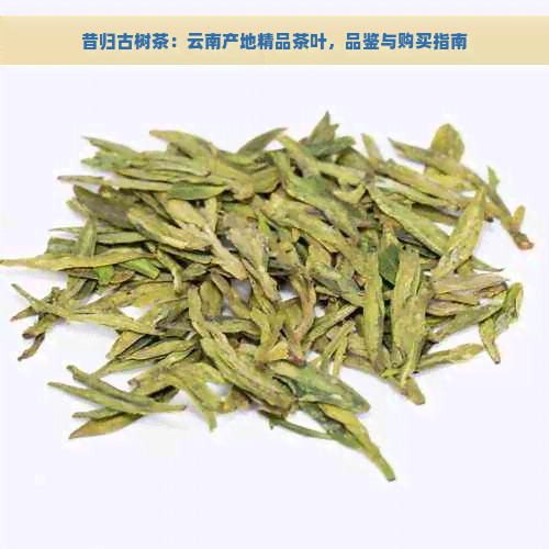 昔归古树茶：云南产地精品茶叶，品鉴与购买指南