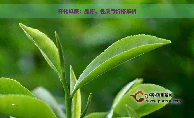 开化红茶：品种、性质与价格解析