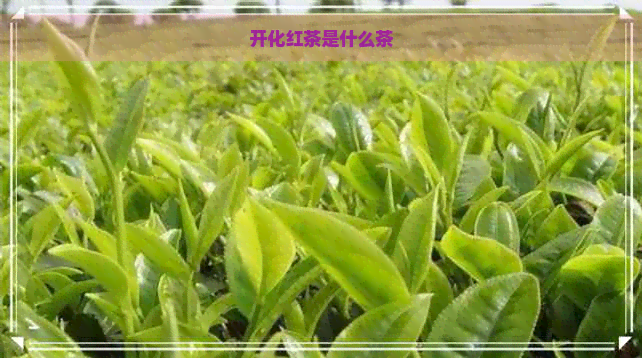 开化红茶是什么茶