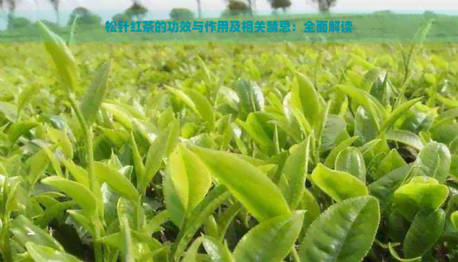 松针红茶的功效与作用及相关禁忌：全面解读