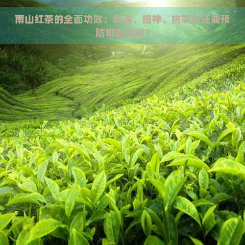 南山红茶的全面功效：解渴、提神、抗氧化还能预防哪些疾病？