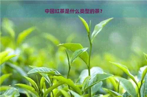 中国红茶是什么类型的茶？