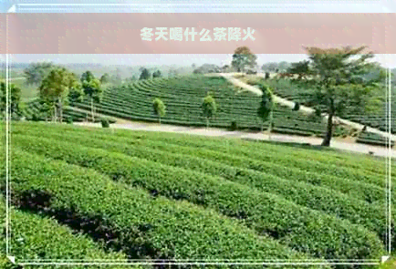 冬天喝什么茶降火