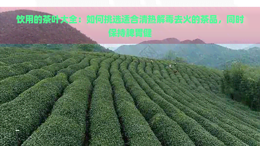 饮用的茶叶大全：如何挑选适合清热解去火的茶品，同时保持脾胃健