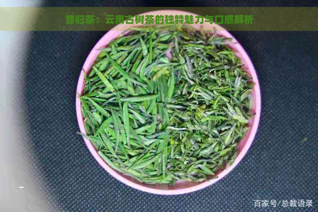 昔归茶：云南古树茶的独特魅力与口感解析