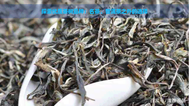 探索优质茶树品种：名茶、普洱茶之外的选择