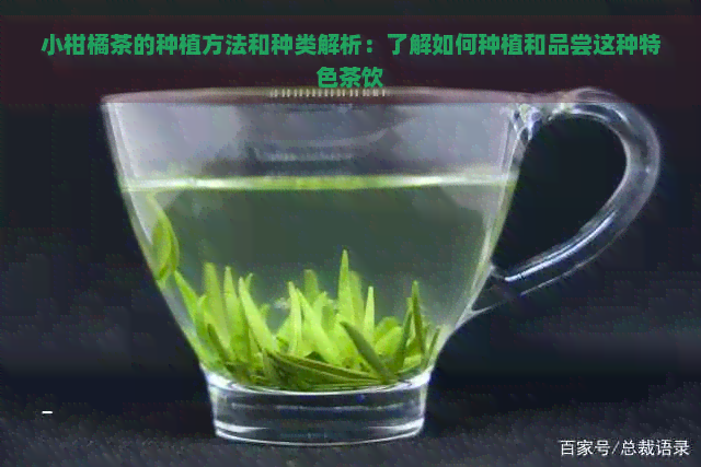 小柑橘茶的种植方法和种类解析：了解如何种植和品尝这种特色茶饮