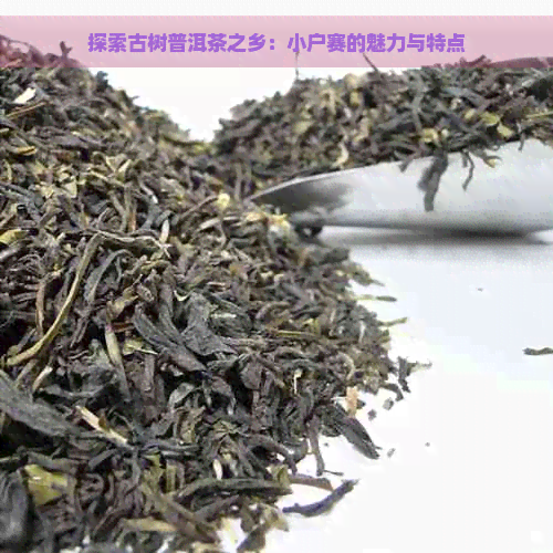 探索古树普洱茶之乡：小户赛的魅力与特点