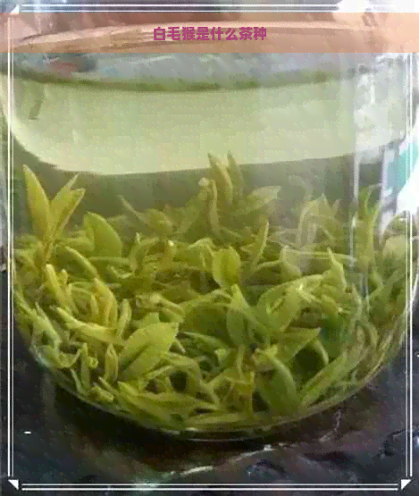 白毛猴是什么茶种