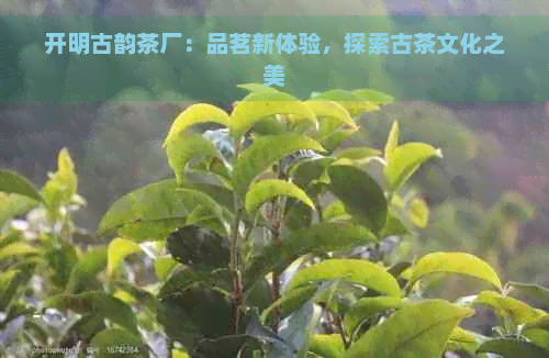 开明古韵茶厂：品茗新体验，探索古茶文化之美