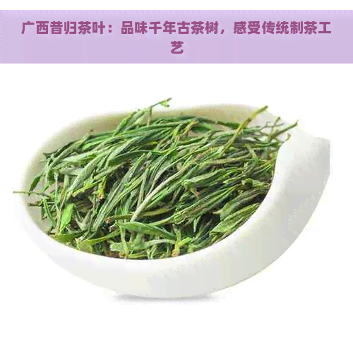 广西昔归茶叶：品味千年古茶树，感受传统制茶工艺