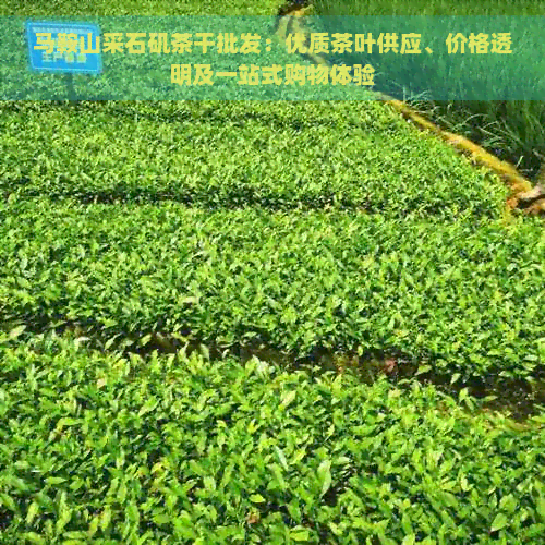 马鞍山采石矶茶干批发：优质茶叶供应、价格透明及一站式购物体验