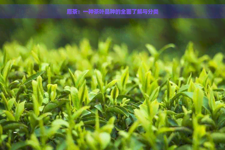 眉茶：一种茶叶品种的全面了解与分类