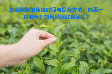 红茶泡制的持续时间与保存方法：能否一直泡着？如何确保红茶品质？