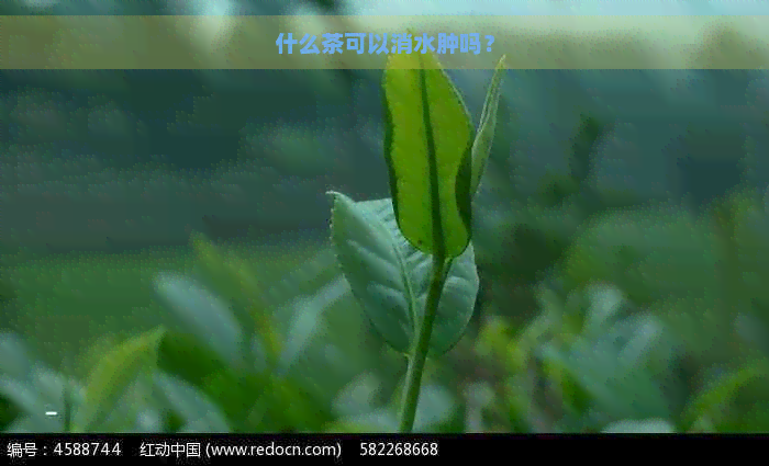 什么茶可以消水肿吗？