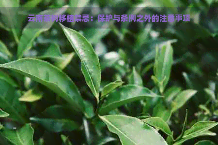 云南茶树移植禁忌：保护与条例之外的注意事项