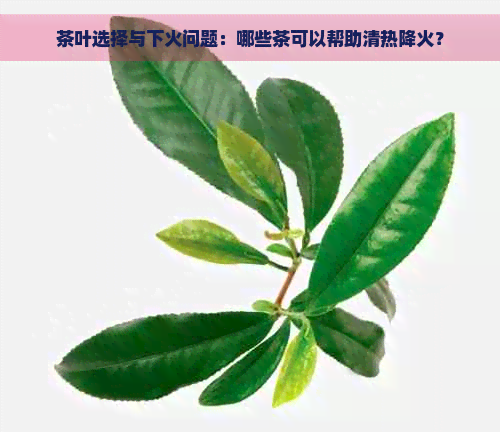 茶叶选择与下火问题：哪些茶可以帮助清热降火？