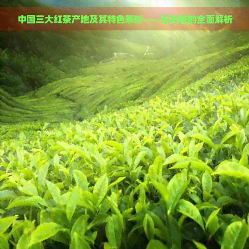 中国三大红茶产地及其特色茶叶——石斛茶的全面解析