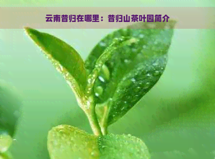 云南昔归在哪里：昔归山茶叶园简介