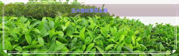 正兴德红茶怎么样