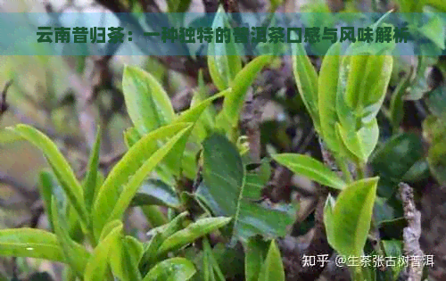 云南昔归茶：一种独特的普洱茶口感与风味解析