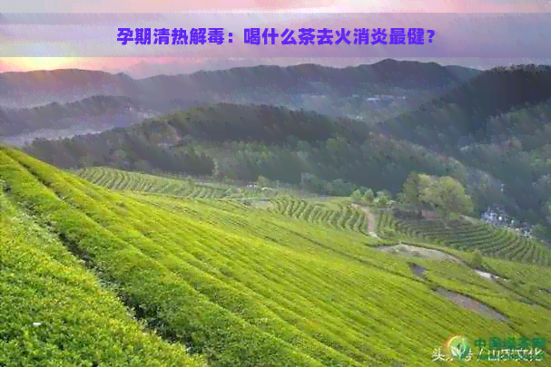 孕期清热解：喝什么茶去火消炎最健？