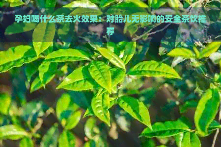 孕妇喝什么茶去火效果：对胎儿无影响的安全茶饮推荐