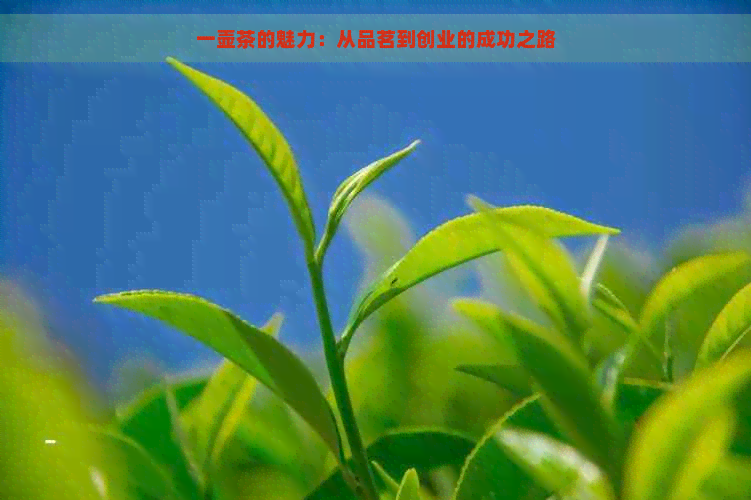 一壶茶的魅力：从品茗到创业的成功之路