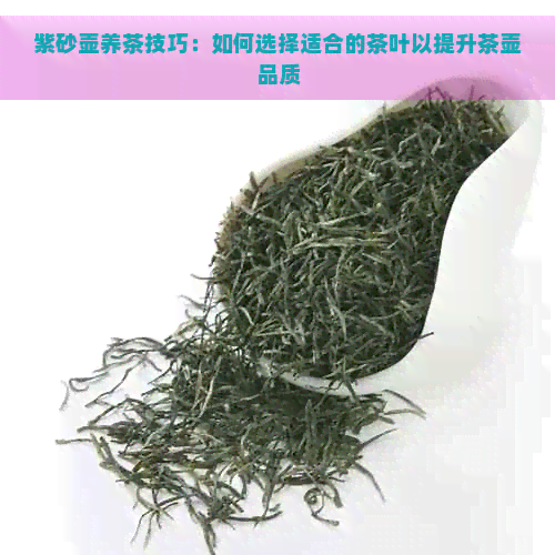 紫砂壶养茶技巧：如何选择适合的茶叶以提升茶壶品质