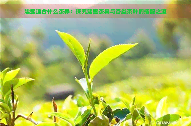 建盏适合什么茶养：探究建盏茶具与各类茶叶的搭配之道