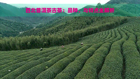 西北普洱茶古茶：品种、与特点全解析