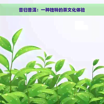 昔归普洱：一种独特的茶文化体验